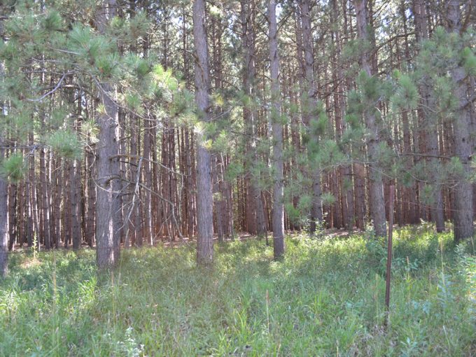 view of a hiking trail at Stand Rock Campground